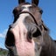 画像 競馬好きモルモットの馬ブログ==モログ==のユーザープロフィール画像