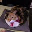 画像 三毛猫のいる生活のユーザープロフィール画像