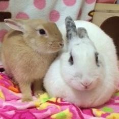 うさぎシスターズ の まましゃん