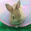 どんぐりのサムネイル