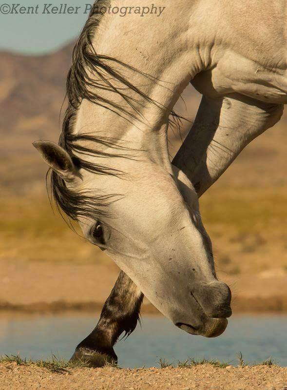 珍しい馬 アハルテケ 白馬が王子様のブログ