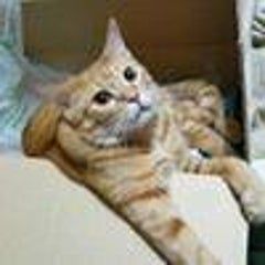 みたにねこのプロフィール