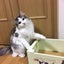 バニラのサムネイル