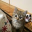 キャット ホーム ピースのサムネイル