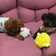私と息子とワンにゃんな生活♪