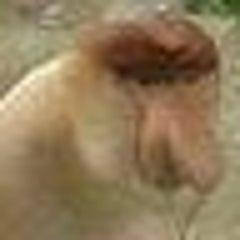 小声くんのプロフィール