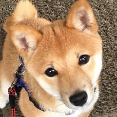 ねこまるのプロフィール