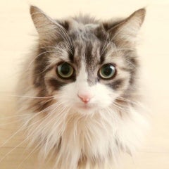 梅子のプロフィール