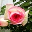 画像 薔薇に囲まれて編み物をのユーザープロフィール画像