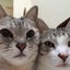 画像 時空を旅する猫のユーザープロフィール画像