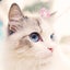 画像 猫好きmokaの腎臓がんと甲状腺腫瘍Diaryのユーザープロフィール画像
