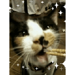 ばずのアルバムトラのアルバム 保護猫ブログ 猫の宅急便 ばずのアルバムトラのアルバム 保護猫ブログ 猫の宅急便