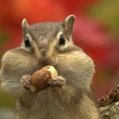 グミ チョコレート パイン を読み終えて いかれてる と言って 笑い飛ばして欲しい日記 グミ チョコレート パイン を読み終えて いかれてる と言って 笑い飛ばして欲しい日記