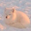 画像 白狐のユーザープロフィール画像