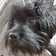 ヨープー アビー♡　初めて犬と暮らします