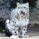 うぉんば　"Wombat & Snowleopard"