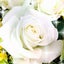 画像 【出雲】White rose エネルギークリアリング☆ヒーリング・リーディング・数秘術のユーザープロフィール画像