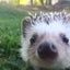 りこのサムネイル