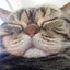 画像 猫三昧のユーザープロフィール画像