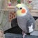 インコといっしょに♪