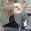 画像 インコといっしょに♪のユーザープロフィール画像