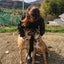 画像 【保護犬達の楽園】Animal Rescue Nursingのユーザープロフィール画像