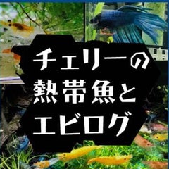 メダカの共食いについて 共喰いして成長 数が減る原因 チェリーの熱帯魚とエビログ