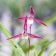 souhuen　爽風園　そうふうえん　寒蘭　春蘭　ｷﾝﾘｮｳﾍﾝ　山芍薬　筑豊愛蘭会　日本蜜蜂　山野草　錦鯉　九州　筑豊　田川