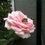 Petite❁Kuoriのサムネイル