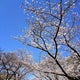 cherry-9511のおすすめのサムネイル