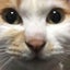 ともちゃんのサムネイル