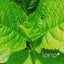 io-rioのサムネイル