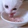 おうちでかんたん猫ごはん