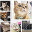 画像 4匹4色4にゃんず。＋わん。猫と犬と快適に暮らす家づくりのユーザープロフィール画像