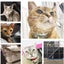 みーやんのサムネイル