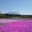 moss phlox-芝桜のサムネイル