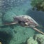 よししのサムネイル