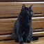 goma0624のサムネイル