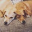 画像 親子犬〜くりん&ラテ〜と、ときどき保護犬短期預かりの暮らしのユーザープロフィール画像