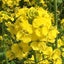 画像 菜の花のブログのユーザープロフィール画像