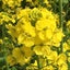 菜の花のサムネイル