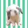 白い衝撃！フワフワうさぎにこちゃんの日々