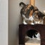 画像 我が家の愛する猫達のユーザープロフィール画像