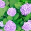 ももんがのサムネイル
