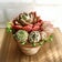sociosucculent京都❤︎ソシオ多肉❤︎公式ブログ