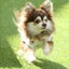 画像 看板犬ビスルナの奮闘記のユーザープロフィール画像