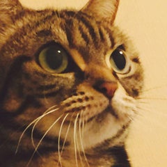 hibiki-nyanのプロフィール