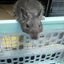 風来坊みみのサムネイル
