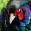 画像 キジの部屋　鉱物と鳥見 時々色々のユーザープロフィール画像