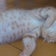 torapopomamaのこにゃんのおうち探し